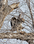 Red tailed Hawk with Squirrel 6998